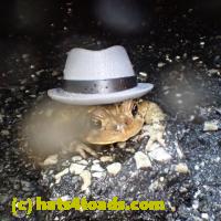 /home//u458753944/public_html/sourcegallery//Roxborough Toad Detour/2013-2019/2018/2018-04-28/small/P4280040.jpg